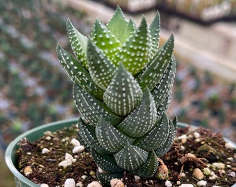 Haworthia Reinwardtii Coarctata Plante vivante succulente rare