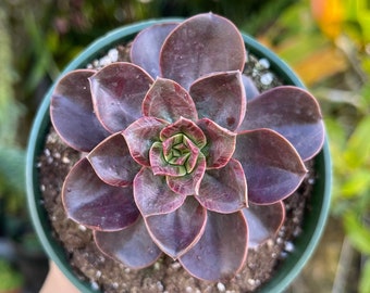 Echeveria Melaco Rare Succulent Live Plant