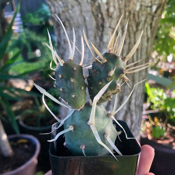 Tephrocactus Articulatus V Papyracanthus Paper Spine Cactus Rare Succulent Live Cacti Plant