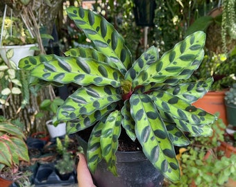 6” Rattlesnake Plant Calathea Lancifolia Rare Live House Plant