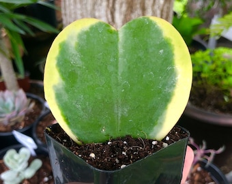 Hoya Kerrii Heart Variegated Rare Succulent Live Plant