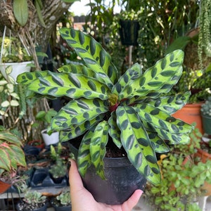 6” Rattlesnake Plant Calathea Lancifolia Rare Live House Plant