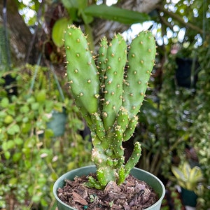 Opuntia Monacantha ‘Joseph’s Coat’ Cactus Rare Succulent Live Cacti Plant