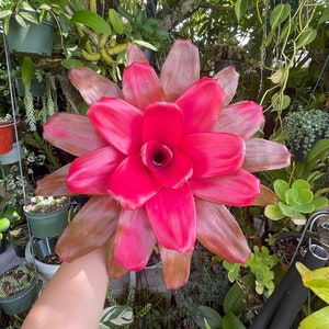 6” Neoregelia Maria Bromeliad Rare Live Plant