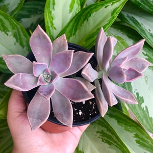 Graptopetalum Paraguayense Ghosty Double Rare Succulent Live Plant