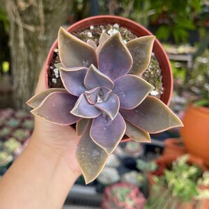 Graptoveria Fred Ives Rare Succulent Live Plant
