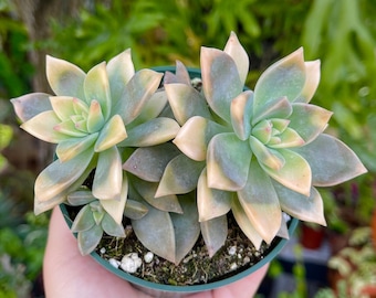 Graptopetalum Paraguayense Double Ghost Plant Variegata Rare Succulent Live Plant