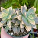 see more listings in the Echeveria section