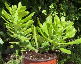Euphorbia Monadenium Stapeloides Rare Succulent Live Plant