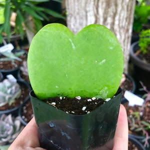 Hoya Kerrii Heart Rare Succulent Live Plant