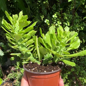 Euphorbia Monadenium Stapeloides Rare Succulent Live Plant