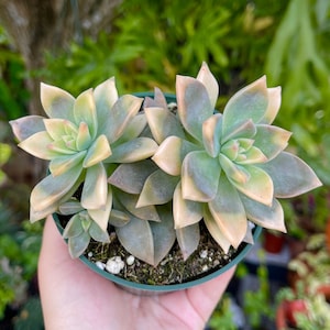 Graptopetalum Paraguayense Double Ghost Plant Variegata Rare Succulent Live Plant