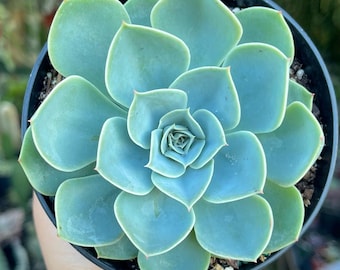 Echeveria Imbricata Rare Succulent Live Plant