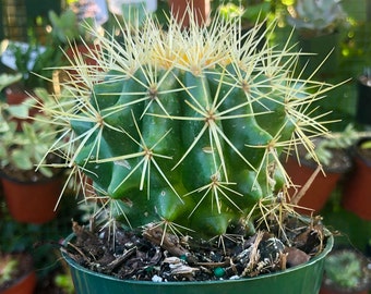 Echinocactus Grusonii Albispinus Rare Cactus Succulent Live Cacti Plant