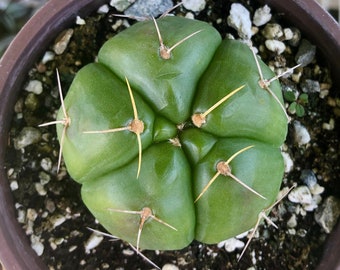 Gymnocalycium Horstii V. Buenekeri Cactus Rare Succulent Live Cacti Plant