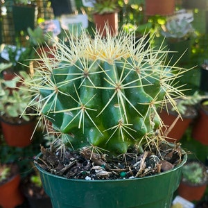 Echinocactus Grusonii Albispinus Rare Cactus Succulent Live Cacti Plant