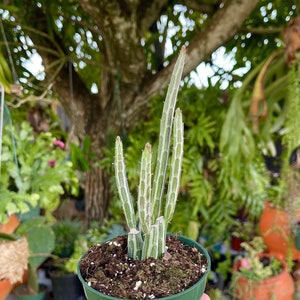 Senecio Stapeliiformis ‘Pickle Plant’ Rare Succulent Live Plant