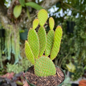 Opuntia Rufiada Cinnamon Bunny Cactus Rare Succulent Live Plant zdjęcie 1