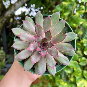 Sempervivum Rare Succulent Live Plant