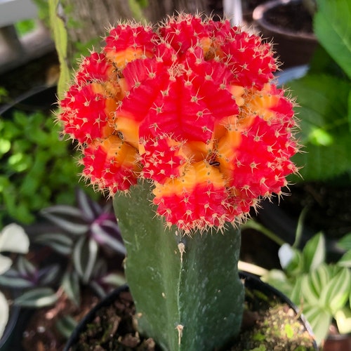 Hot Pink Grafted Moon Cactus Rare Succulent Live Cacti Plant Etsy