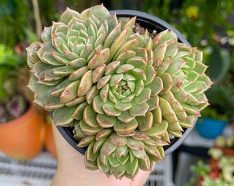 May include: A close-up of a green succulent plant with red-tinged leaves in a black pot. The plant is being held by a hand.