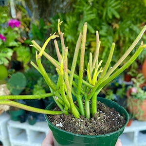 Euphorbia Tirucalli Sticks on Fire ‘Pencil Cactus’ Rare Succulent Live Cacti Plant