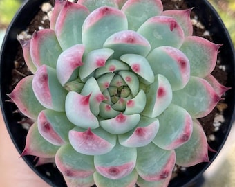 Echeveria Colorata 'mexican Giant' Rare Succulent Live Plant - Etsy