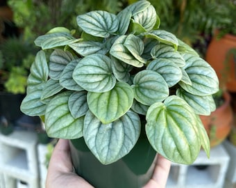 Peperomia Frost 4” Rare Succulent Live Plant