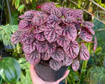 6” Luna Red Peperomia Caperata | Iridescent Red Ripple Peperomia Rare Succulent Live Plant