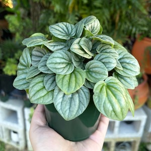 Peperomia Frost 4” Rare Succulent Live Plant