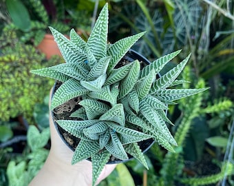 Variegated Haworthia Limifolia Cluster Rare Succulent Live Plant