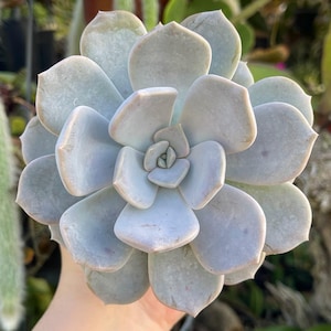 May include: A close-up of a light blue succulent plant with thick, rounded leaves arranged in a rosette pattern. The plant is held in a hand, with a blurred background of other plants and foliage.