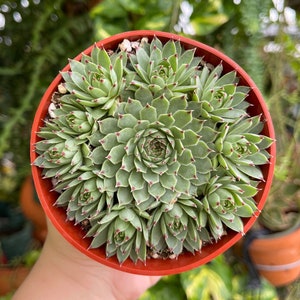 Sempervivum Calcareum Red Tip Rare Succulent Live Plant image 1