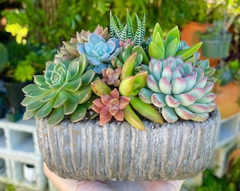 Large Living Colorful Succulent Arrangement