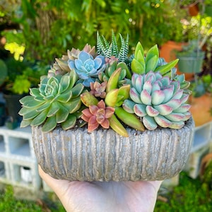 Large Living Colorful Succulent Arrangement