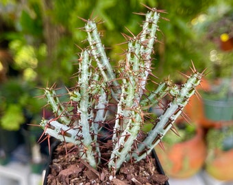 Euphorbia Aeruginosa Rare Succulent Live Cacti Plant