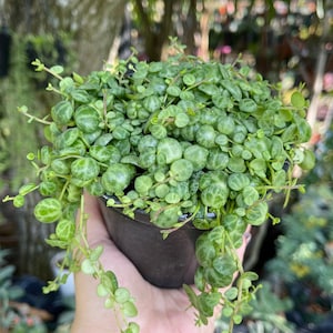 6” String Of Turtles Peperomia Prostrata Rare Succulent Live Plant