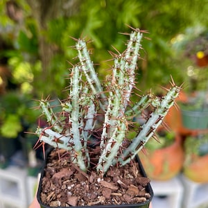 Euphorbia Aeruginosa Rare Succulent Live Cacti Plant 画像 1