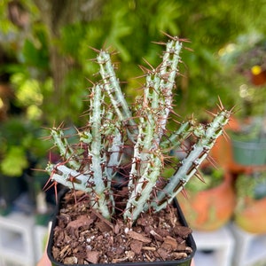 Euphorbia Aeruginosa Rare Succulent Live Cacti Plant 画像 1