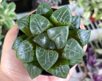 Haworthia Emelyae Translucent Rare Live Succulent Plant