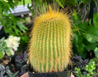 Parodia Leninghausii Golden Ball Rare Cactus Succulent Live Cacti Plant