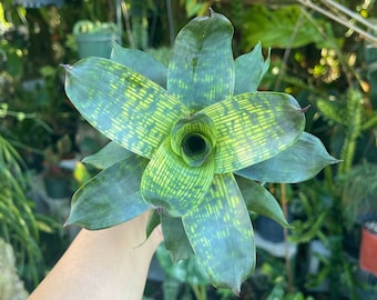 Vriesea Gigantea Rare Bromeliad Live Plant