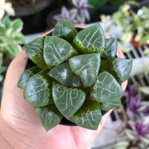 Haworthia Emelyae Translucent Rare Live Succulent Plant