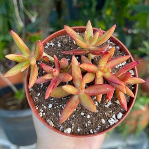 Sedum Adolphi Firestorm Rare Succulent Live Plant