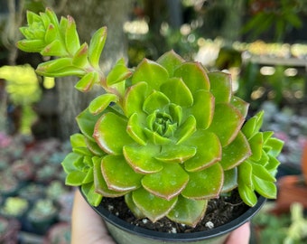 Sedeveria Letizia Rare Succulent Live Plant