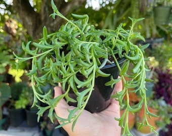 4” String of Dolphins Senecio Peregrinus Rare Succulent Live Plant