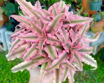 Cryptanthus Bivittatus Pink Starlite Rare Live Plant