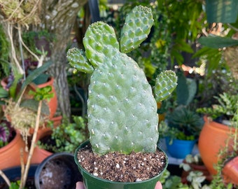 Opuntia Rubescens Road Kill Cactus Rare Succulent Live Smooth Cacti Plant