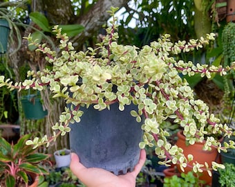 Large Variegated Rainbow Elephant Bush Portulacaria Afra Rare Succulent Live Plant