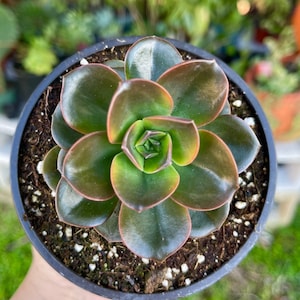 Echeveria Chroma Rare Succulent Live Plant